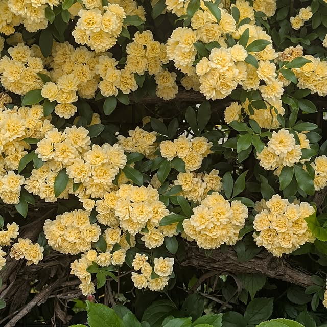 minnieさんの部屋