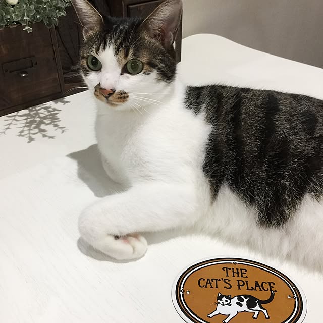 yuchiさんの実例写真
