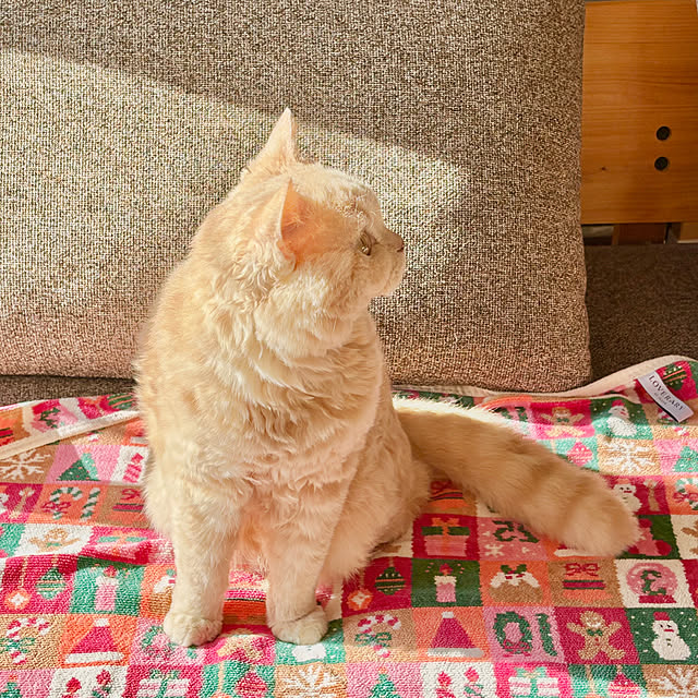 naokoさんの実例写真