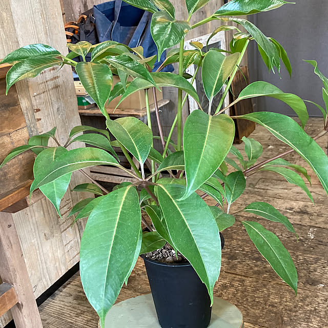 coochanさんの部屋