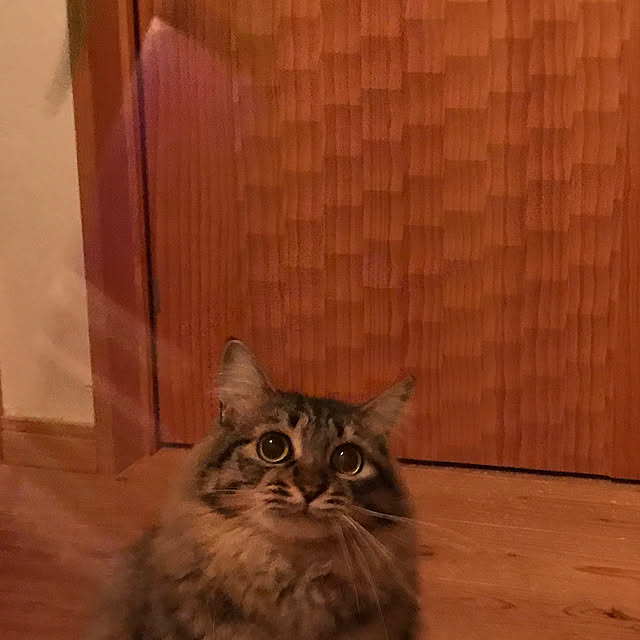sakurasakuさんの実例写真