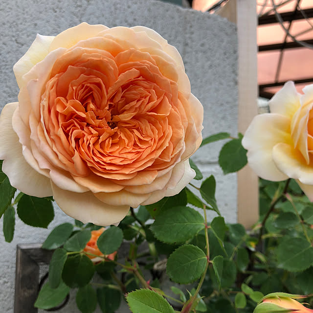 shabbycottage_saoriさんの実例写真