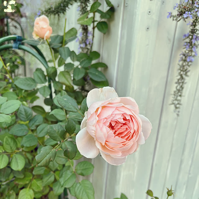 seiseiさんの実例写真