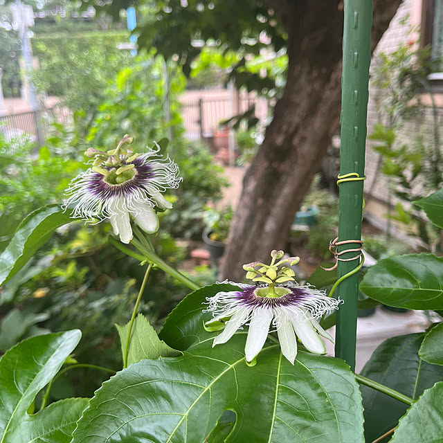 botanさんの部屋
