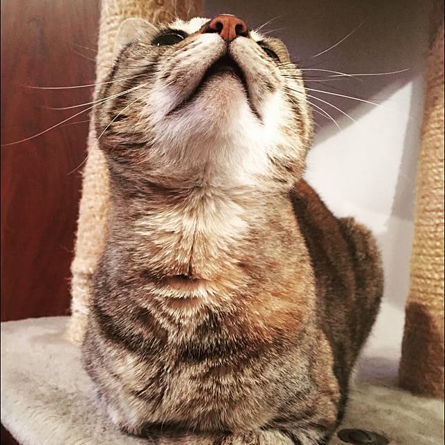bowbowcoさんの実例写真