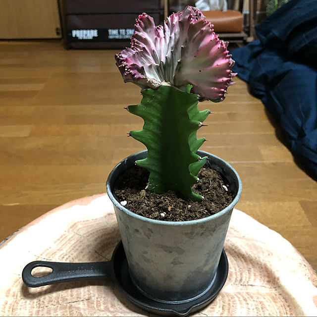 rintarotantan7さんの実例写真