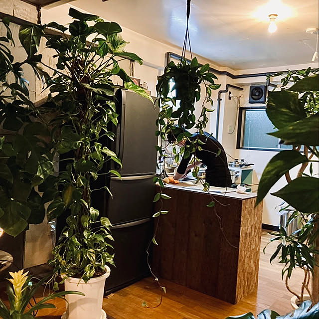 DIY/観葉植物/リノベーション/キッチンのインテリア実例 - 2021-05-15 22:55:13