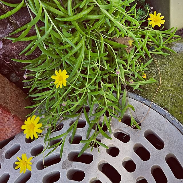 mocomocoさんの実例写真