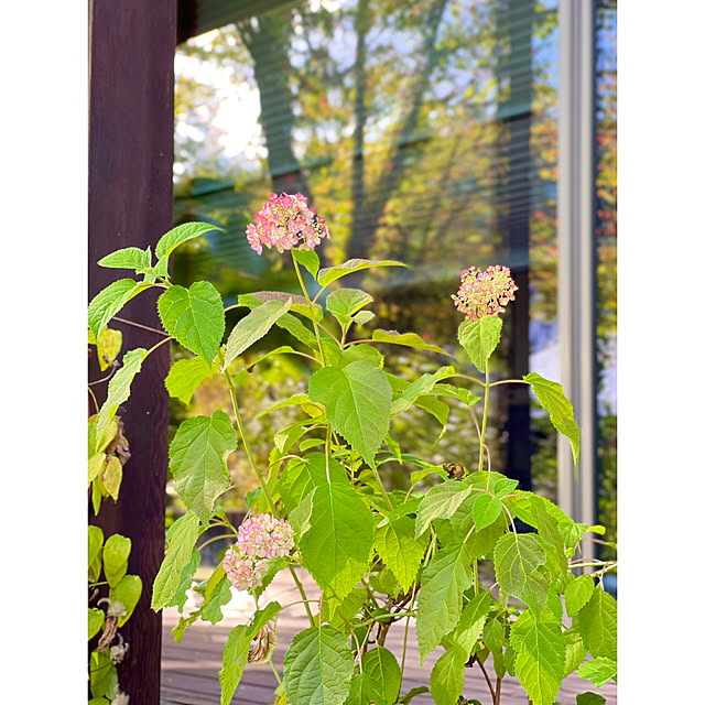 Kikko.さんの部屋