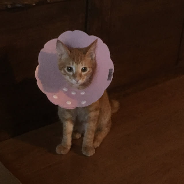 ayuさんの実例写真