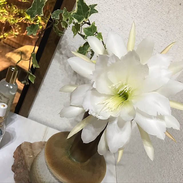 roseさんの実例写真