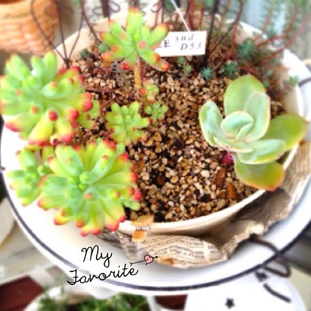 shihoさんの実例写真