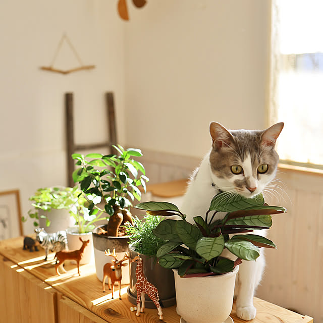 comiriさんの部屋