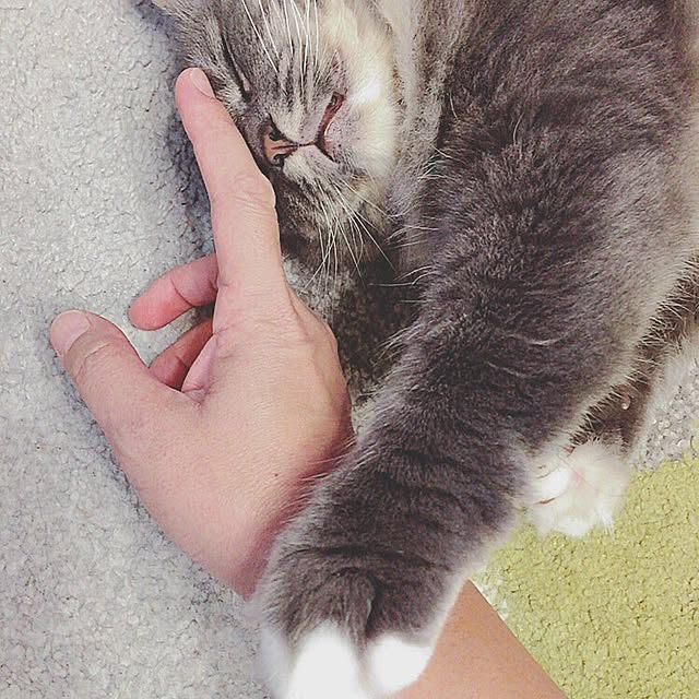 mii-tanさんの実例写真
