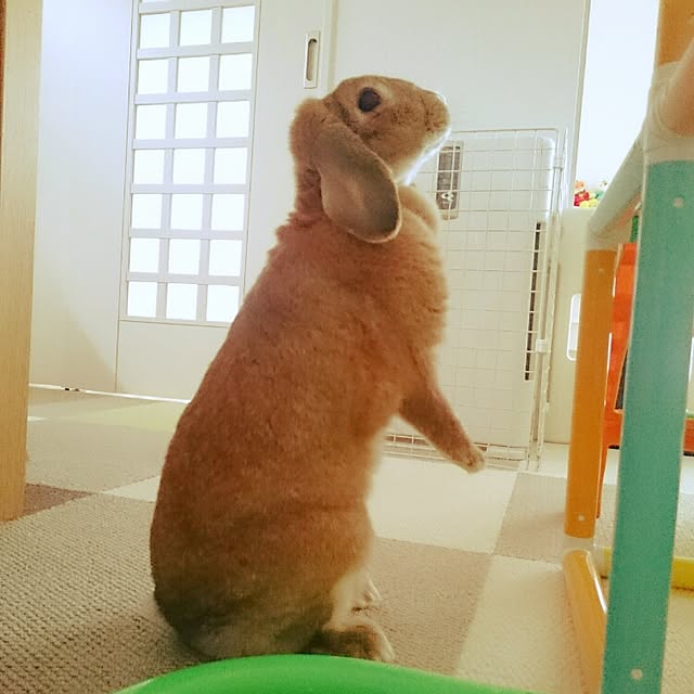 youmomoさんの実例写真