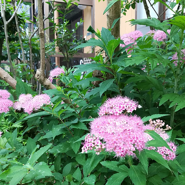 amanojakuさんの実例写真