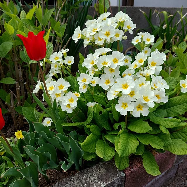 momoさんの実例写真