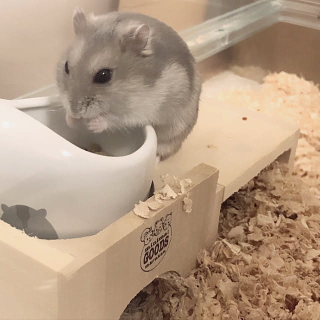 iyashiatさんの実例写真