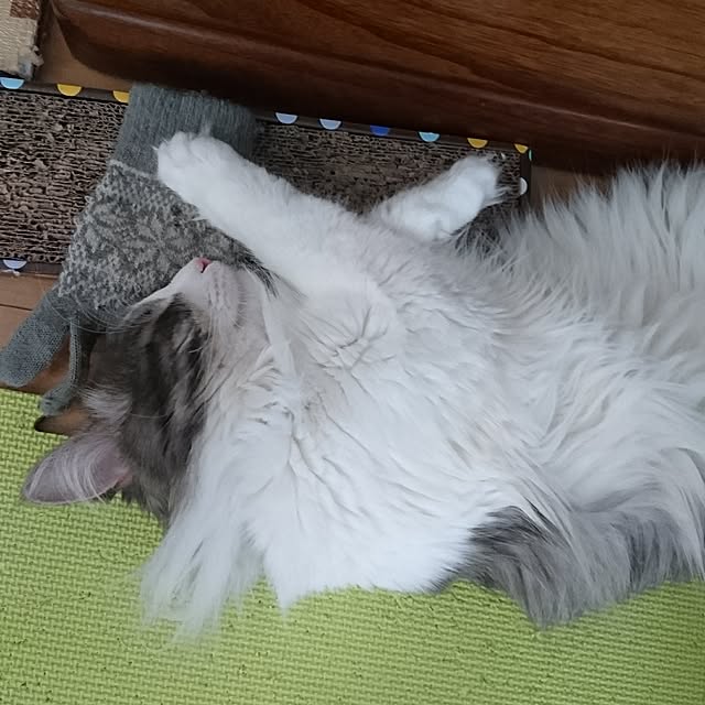 shinobuさんの実例写真