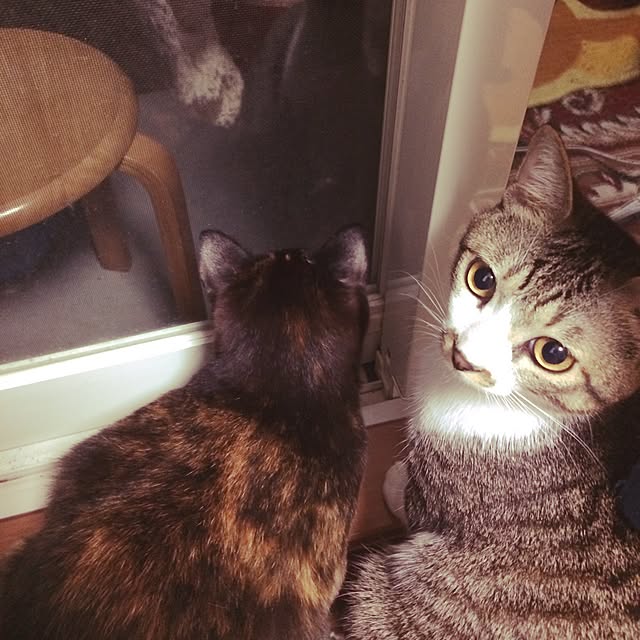 threeさんの実例写真