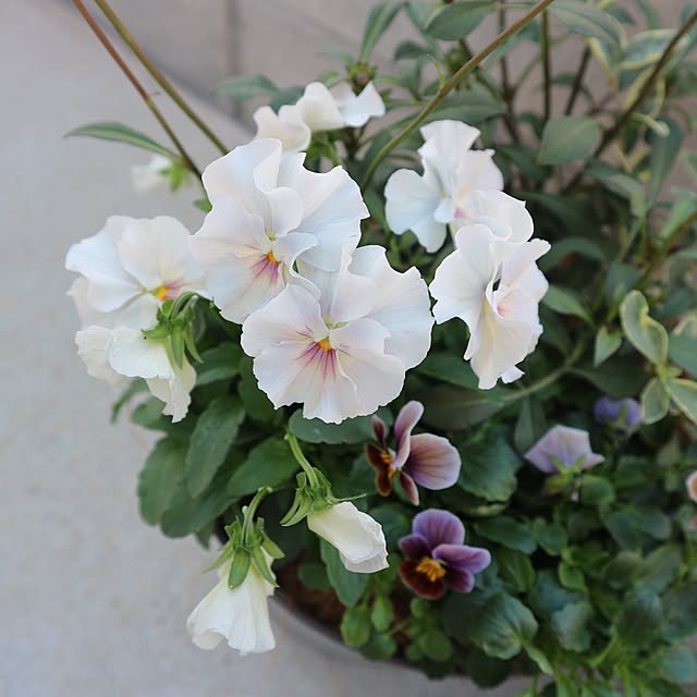 aya_blueさんの部屋