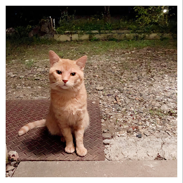 Maicoさんの実例写真