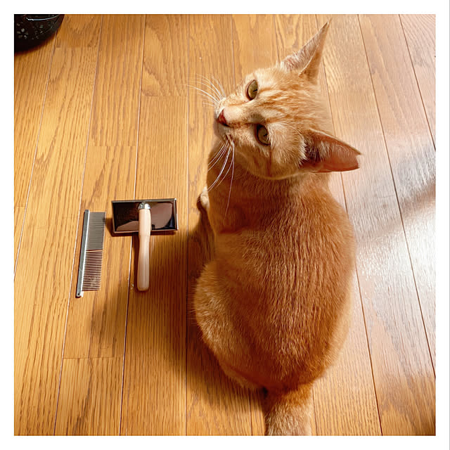 Maicoさんの実例写真