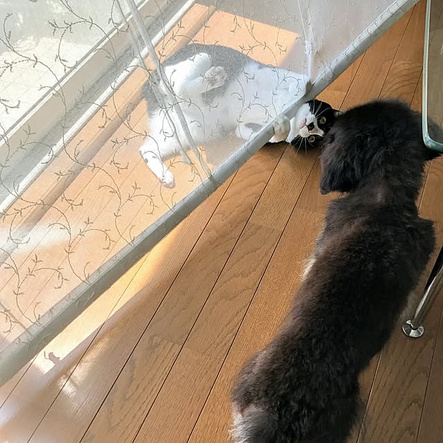 hiyo.pietさんの実例写真
