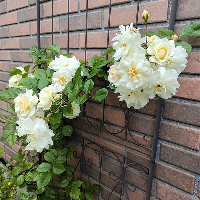 kiraさんの部屋
