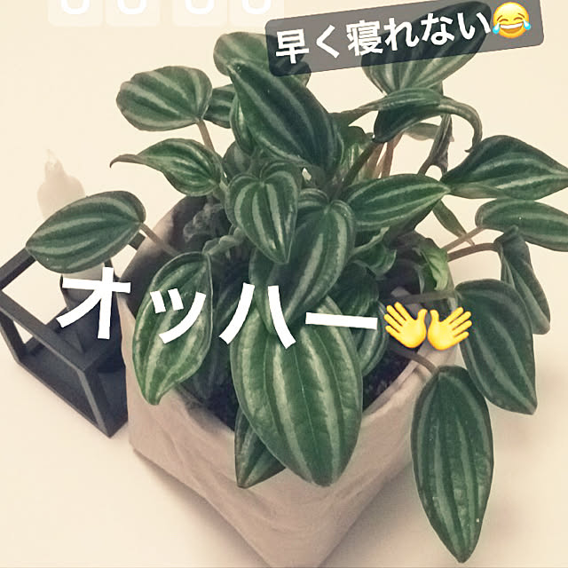 mentaikopastaさんの実例写真