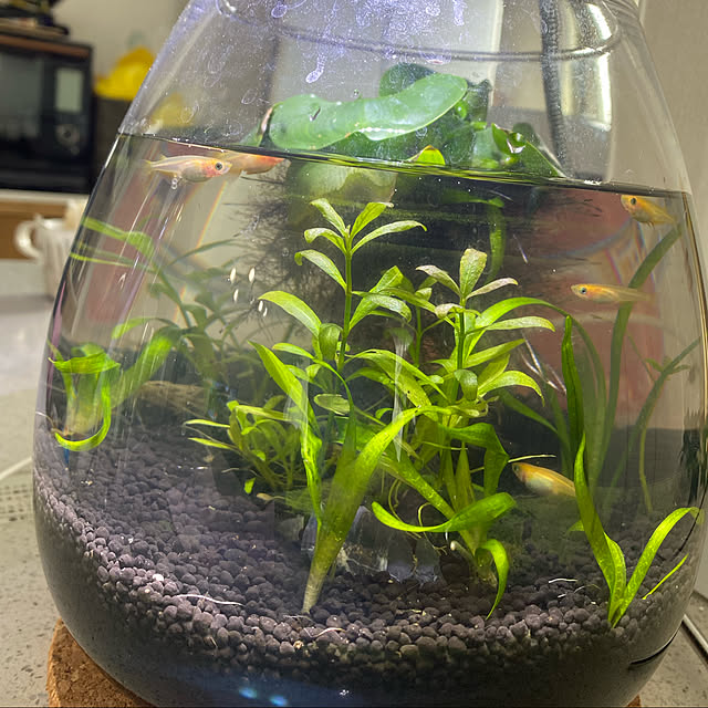 saepiiさんの部屋