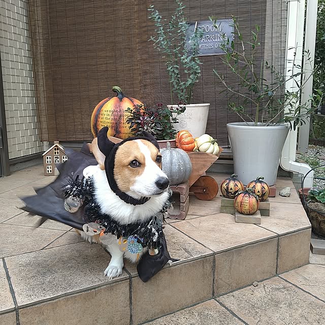 kyon814さんの実例写真