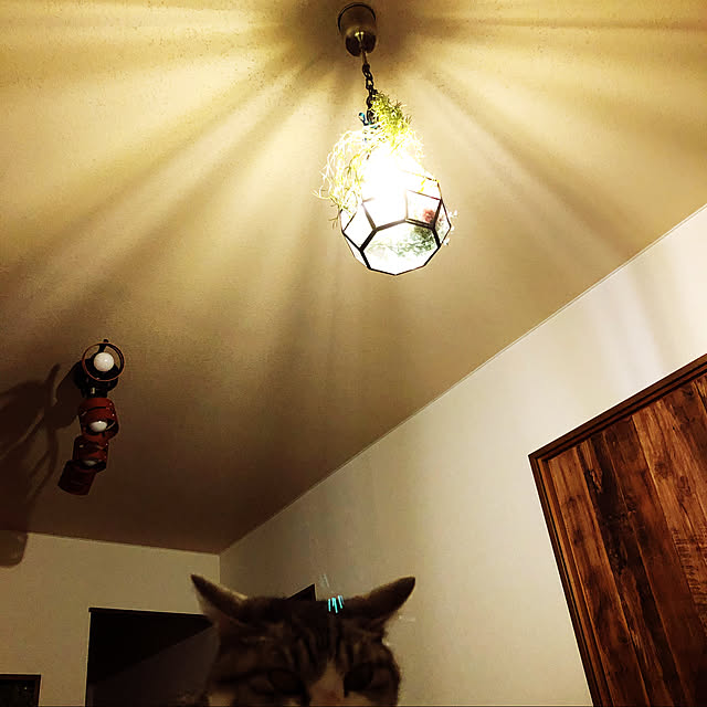 nekosikaさんの実例写真