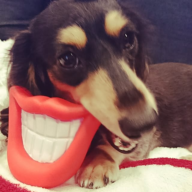 cocosorasakuさんの実例写真