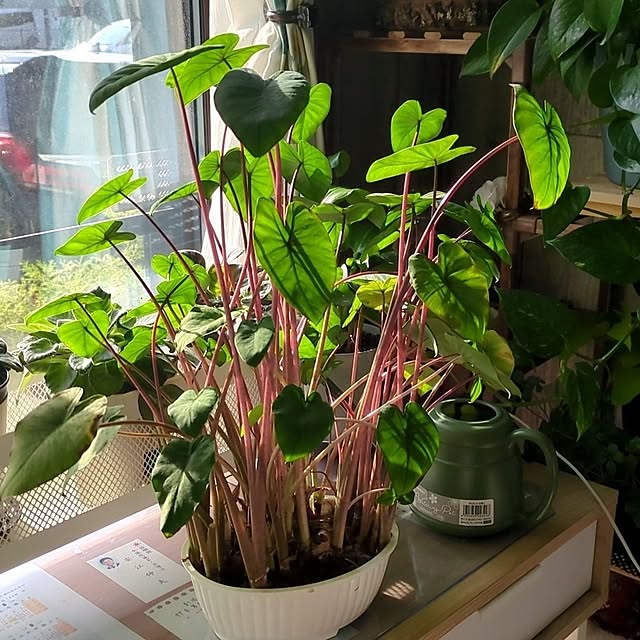 quanshanxia037さんの実例写真