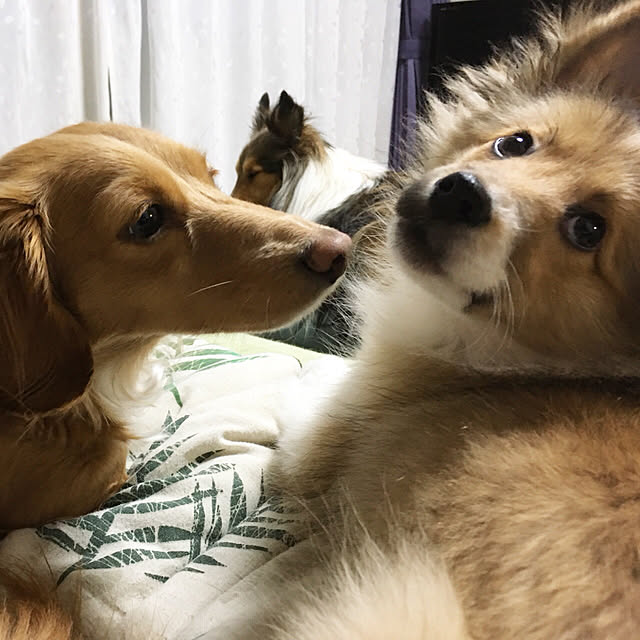 erumaryさんの実例写真