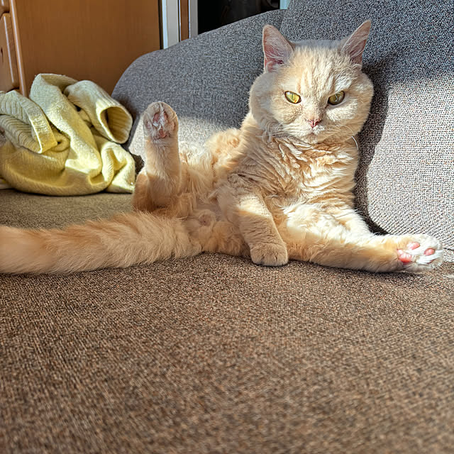 naokoさんの実例写真