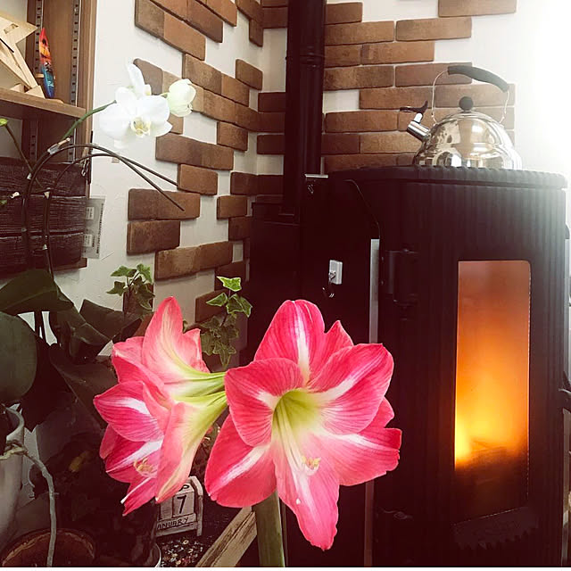 yukichi.wanwaさんの実例写真