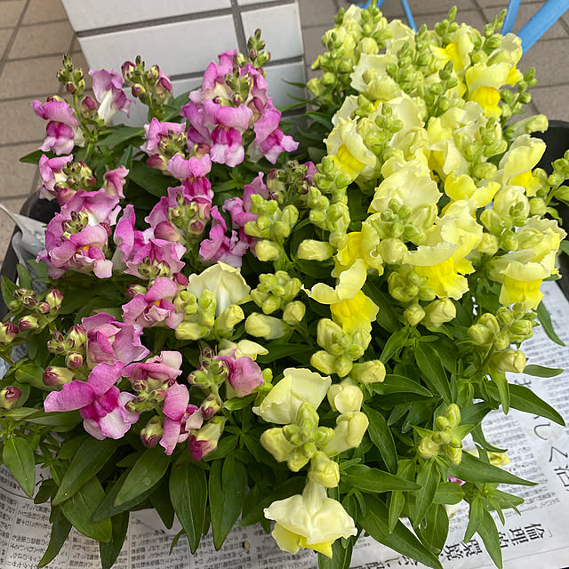 YuuKoさんの実例写真