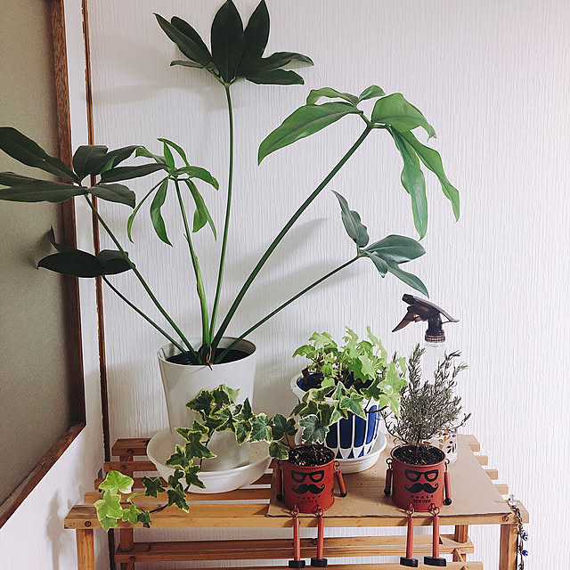 観葉植物/雑貨/棚のインテリア実例 - 2019-04-11 19:28:33
