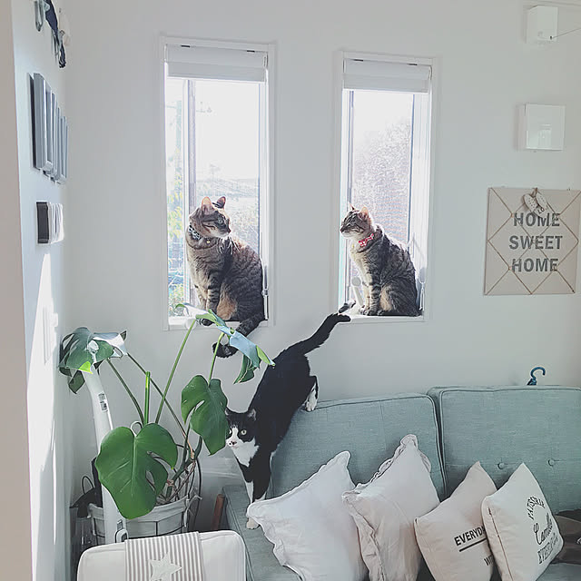 lovecatさんの実例写真