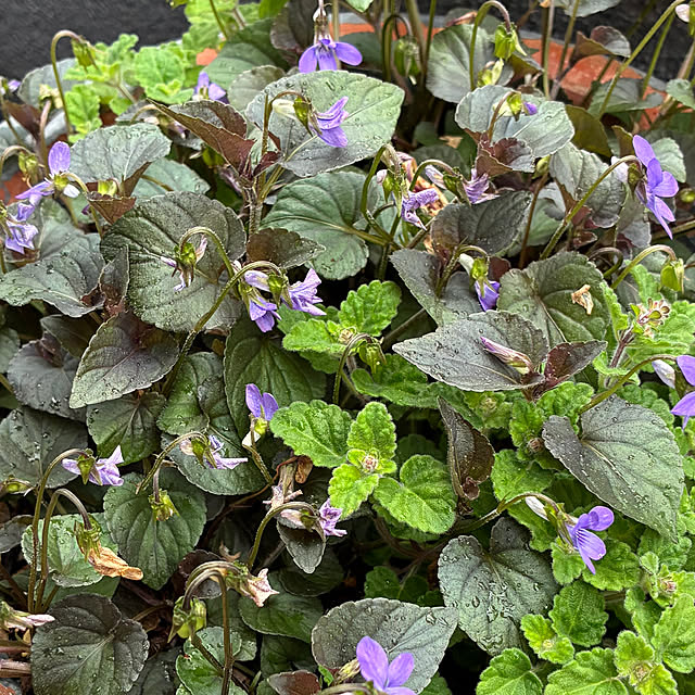 romiromiさんの部屋