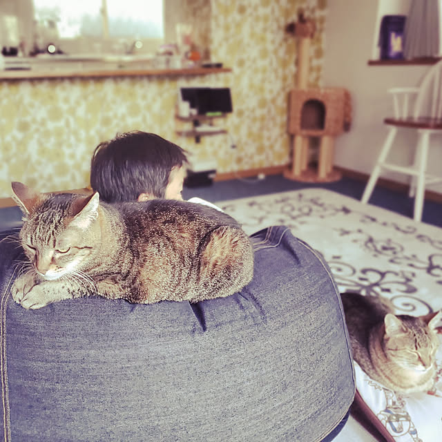 リビング/猫スペース/体にフィットするソファ/無印良品/猫にフィットするソファー...などのインテリア実例 - 2020-04-30 18:08:27