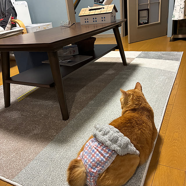 nekohagu2022さんの実例写真