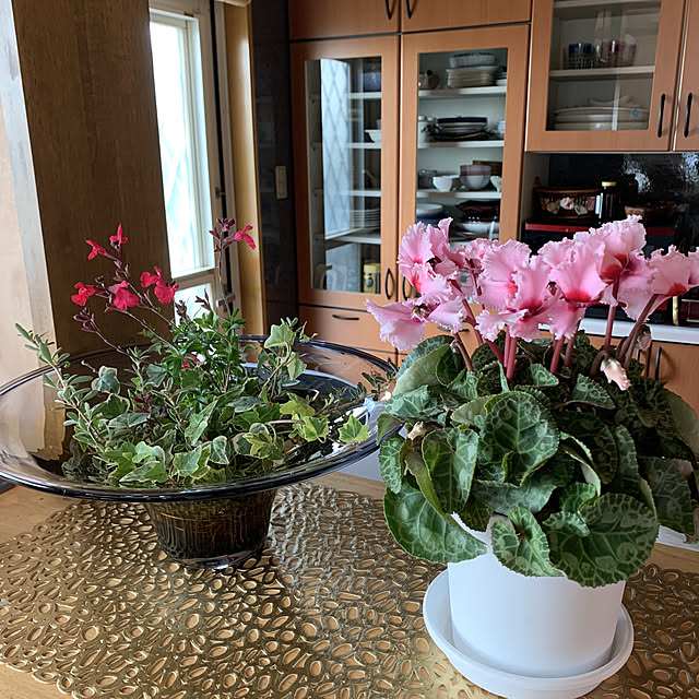 癒し/自宅好き/植物と暮らす/季節を楽しむ/お休みの日...などのインテリア実例 - 2020-11-29 11:50:07