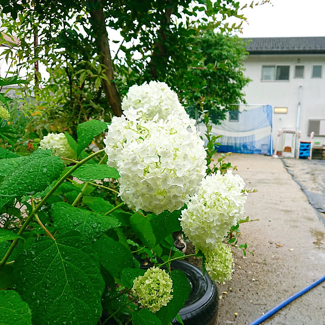 maikaeさんの実例写真