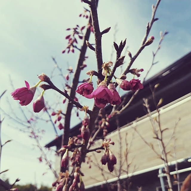 棚/桜/寒緋桜/花のある暮らし/庭作りをenjoyする暮らし...などのインテリア実例 - 2019-03-19 19:00:06