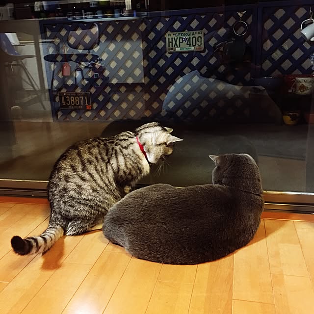 Shojiさんの実例写真