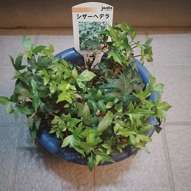 tuushiさんの実例写真