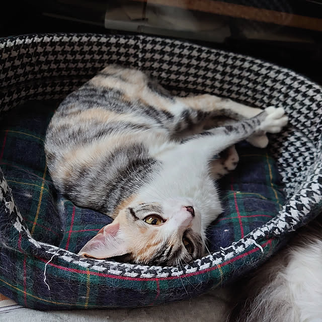 shinobuさんの実例写真